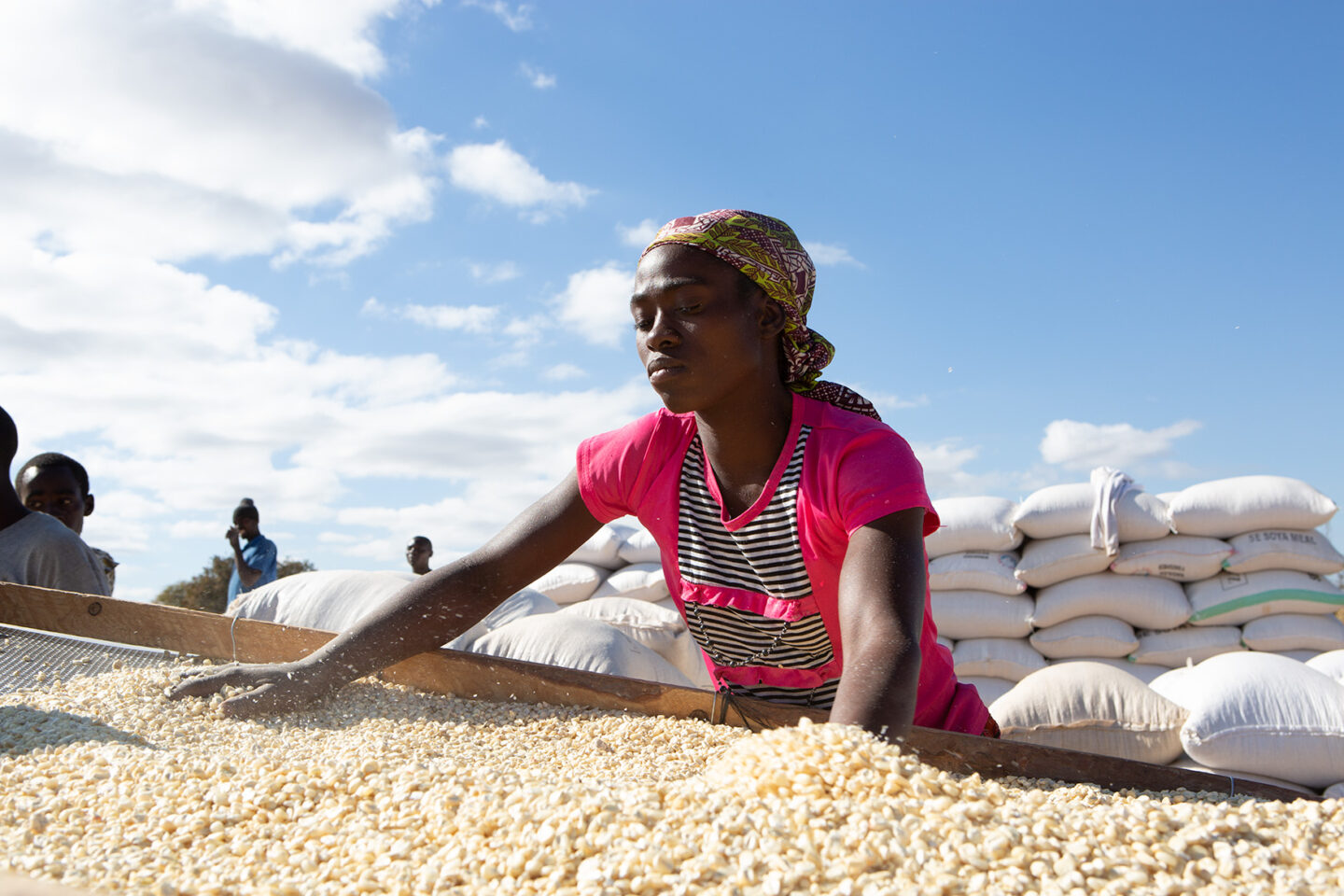 A farmer cleans maize in Malawi
