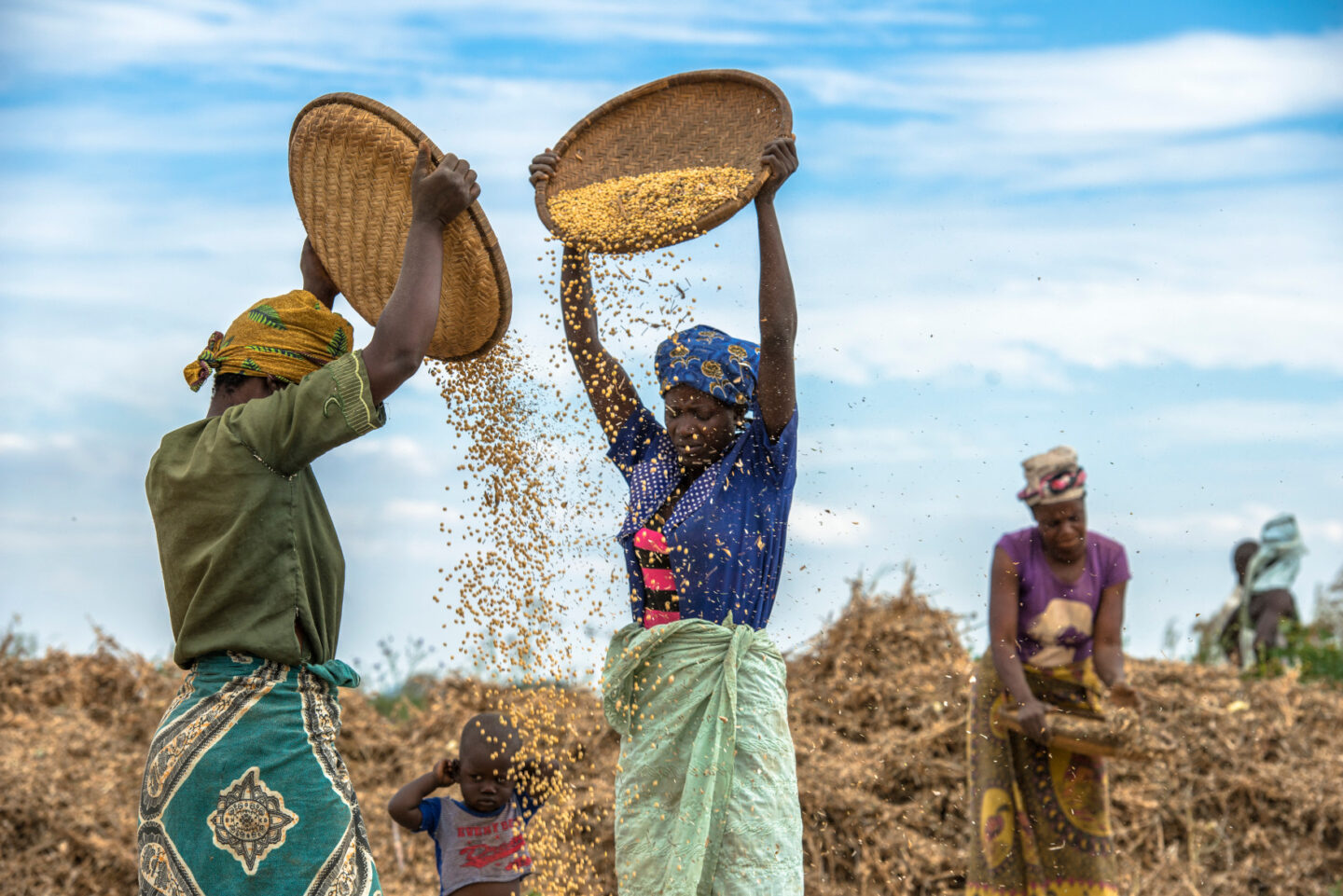 Farmers prepare harvested soybeans for market