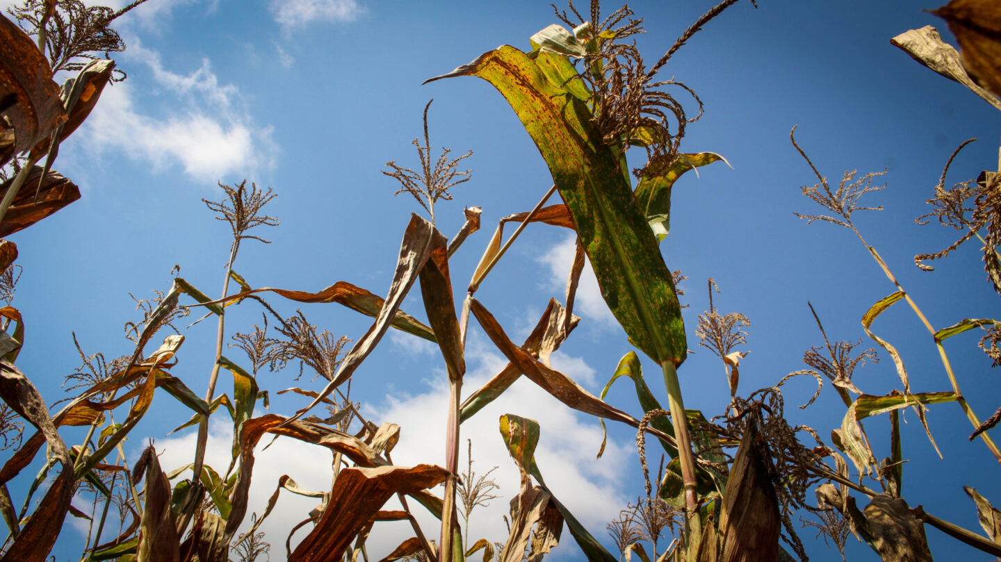 Close-up of crops growing