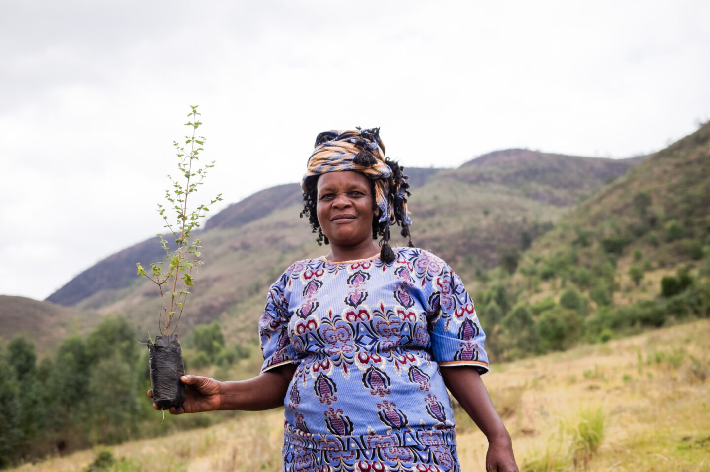 A woman holds a tree sapling in a field in Africa