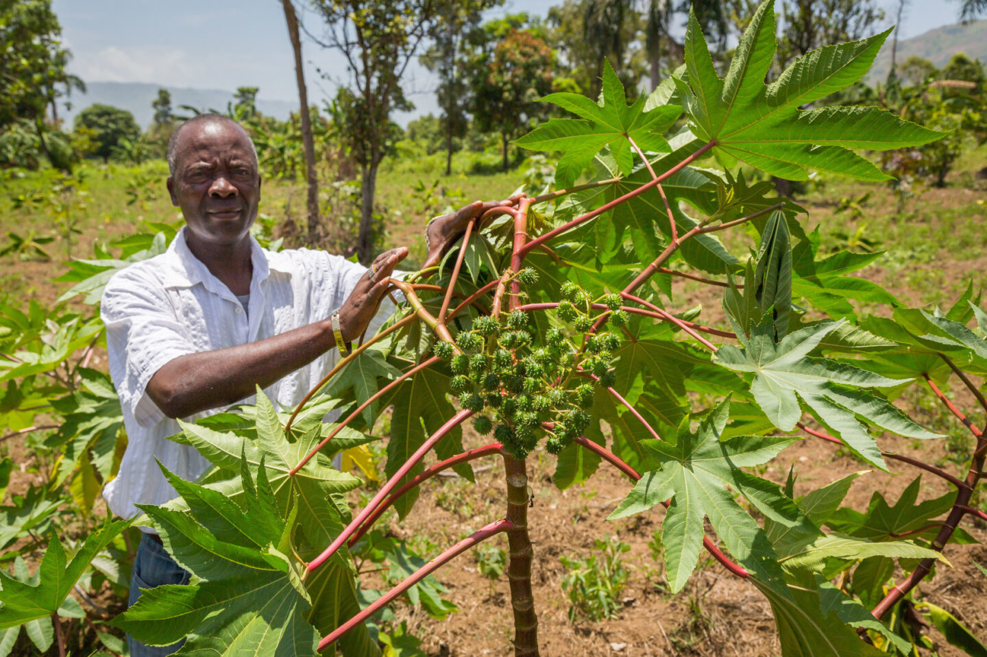 An individual stands with growing crops