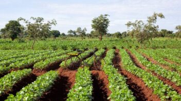 A bike amid rows of green crops