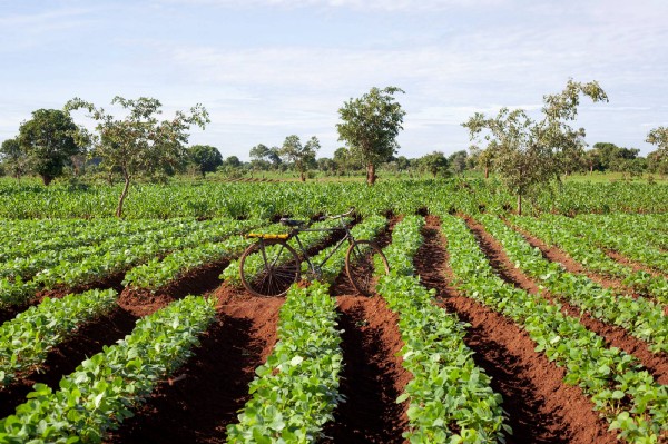 A bike amid rows of green crops