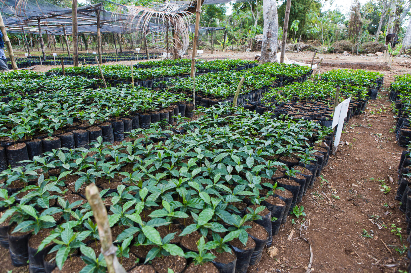 Wide shot of plant nursery
