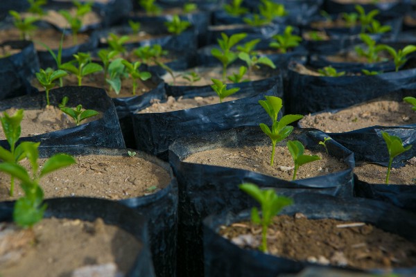 Close-up of seedlings