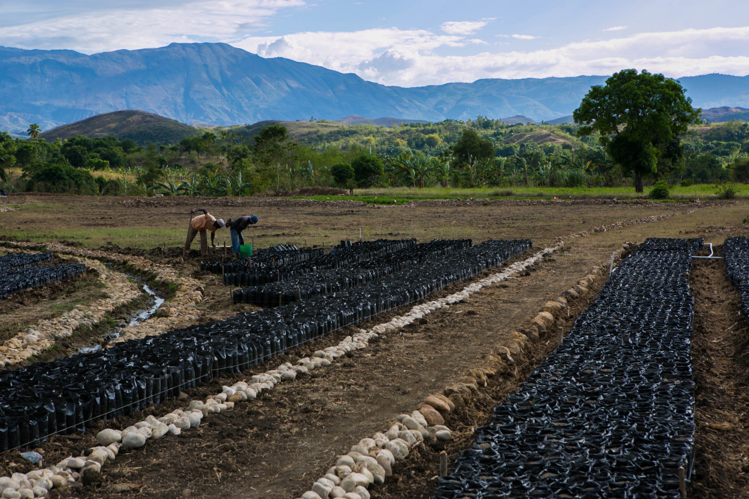 Wide shot of two individuals in a field of crops with mountains in the background