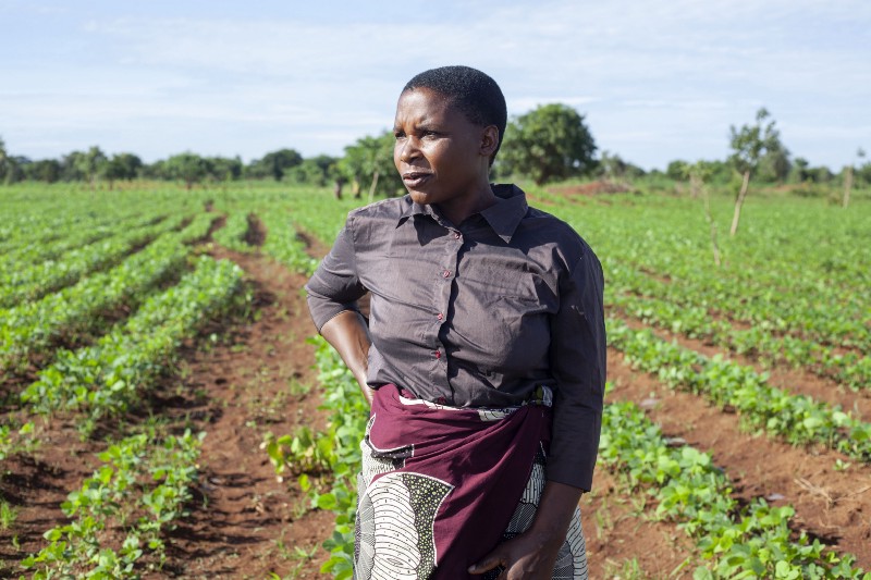 An individual stands in front of rows of crops in Lilongwe, Malawi