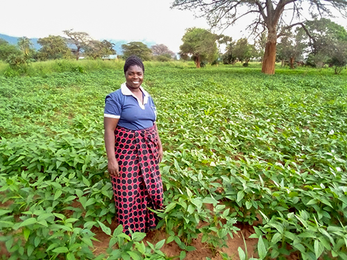 An individual stands in a soybean field