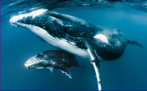 Two whales swimming