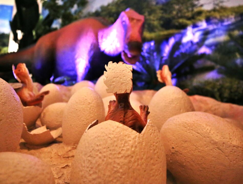 Maiasaura Nest 1