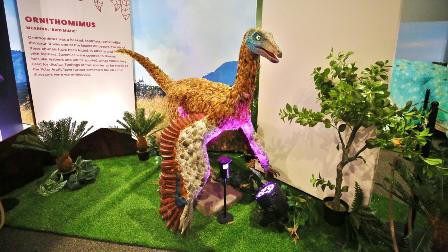 Dinosaur Explorer