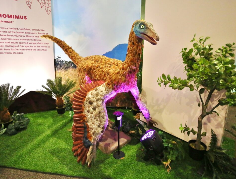 Ornithomimus 1